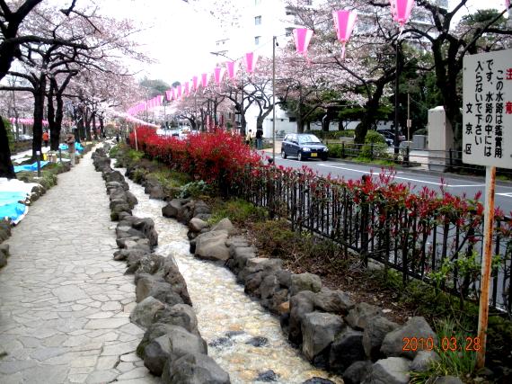 播磨坂並木の桜