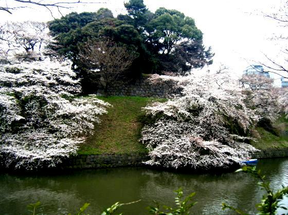 千鳥ヶ淵の桜
