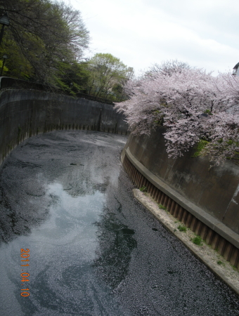 飛鳥山～石神井川沿いの桜