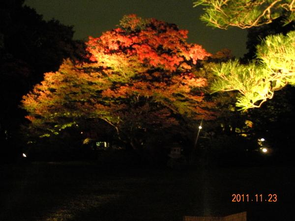 六義園のライトアップ