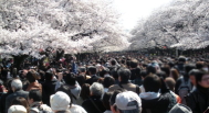 上野公園の桜